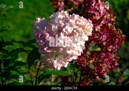 Rosa Hortensien blüht in einem Stadtpark. Stockfoto