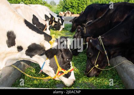 Kühe fressen in einer Reihe auf dem Bauernhof Stockfoto