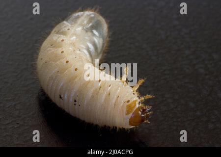 Kann Larven befallen Stockfoto