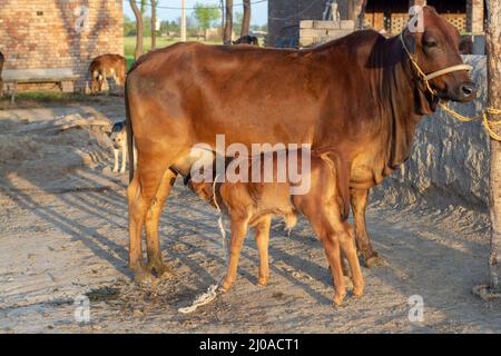 Kuh, die morgens ein Kalb füttert Stockfoto