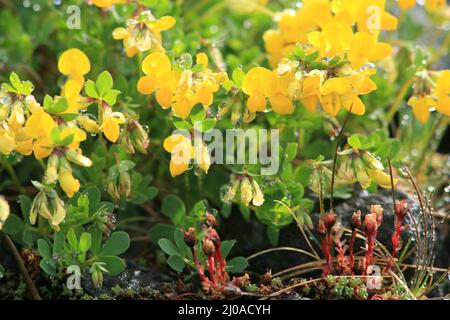 Gewöhnlicher Vogel &#39;s-Fuß-Trefoil, Lotus corniculatus Stockfoto