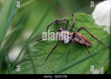 Wolf Spider Stockfoto