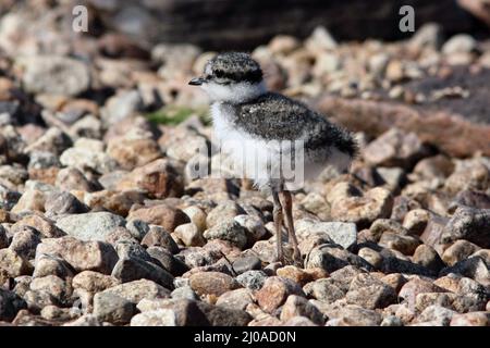 Ringelschnecke, Charadrius hiaticula Stockfoto