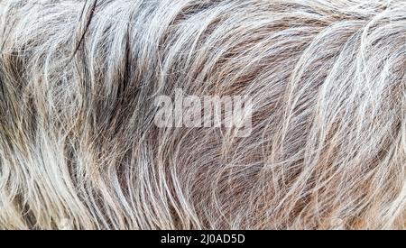 Langes behaartes Muster oder Textur einer Ziege Stockfoto