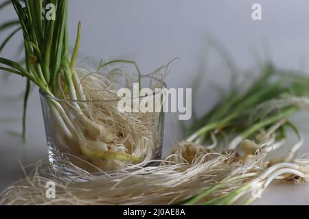 Grüner Knoblauch oder Frühlingsknoblauchzehen. Knoblauch wird aus dem Boden gezogen, bevor er die Nelken bildet. Es hat einen kleinen blub mit mildem, frischem und süßem t Stockfoto