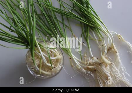 Grüner Knoblauch oder Frühlingsknoblauchzehen. Knoblauch wird aus dem Boden gezogen, bevor er die Nelken bildet. Es hat einen kleinen blub mit mildem, frischem und süßem t Stockfoto