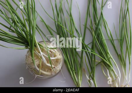 Grüner Knoblauch oder Frühlingsknoblauchzehen. Knoblauch wird aus dem Boden gezogen, bevor er die Nelken bildet. Es hat einen kleinen blub mit mildem, frischem und süßem t Stockfoto