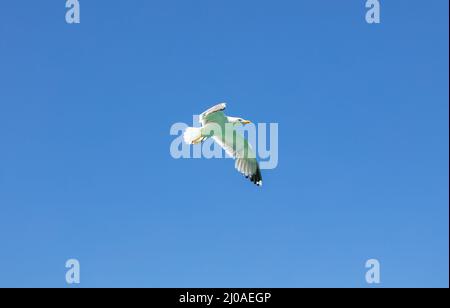 Die Möwen öffnen Flügel und fliegen auf dem klaren blauen Himmel Hintergrund. Weiße Farbe der Heringsmöwe, unter dem Bild Stockfoto