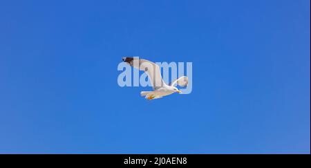 Weiße Farbe der Heringsmöwe, unter dem Bild. Die Möwen öffnen Flügel und fliegen auf dem klaren blauen Himmel Hintergrund. Stockfoto