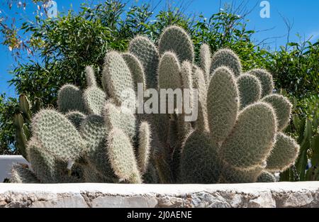 Kaktus opuntia, Kaktusbirne, blauer Himmel, Hintergrund, sonniger Tag. Auch bekannt als Angel Wing oder Hase Ears Kaktus, mediterrane Flora Stockfoto