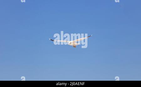 Weiße Farbe der Heringsmöwe, unter dem Bild. Die Möwen öffnen Flügel und fliegen auf dem klaren blauen Himmel Hintergrund. Stockfoto