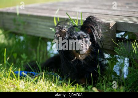 Süßes langhaariges chihuahua am Seeufer an einem sonnigen Tag Stockfoto