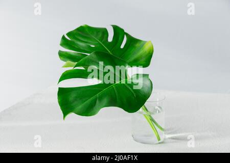 Zwei tropische Palmenblätter von Monstera in einer Glasvase auf einem weißen Tisch. Moderne Pflanze in weißem, stilvollem Interieur. Stockfoto