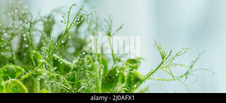 Nahaufnahme von Erbsenkeimen mit Wassertropfen auf weißem Hintergrund. Frash rohen Sprossen, Micro Greens, gesunde Ernährung Konzept. Langes Banner Stockfoto