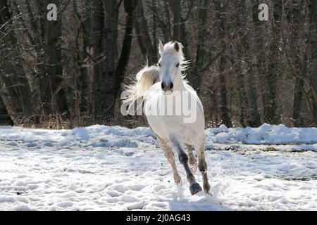 Das weiße Pferd wird übersprungen Stockfoto