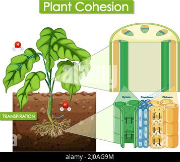 Abbildung des Pflanzenzusammenhalts Stock Vektor