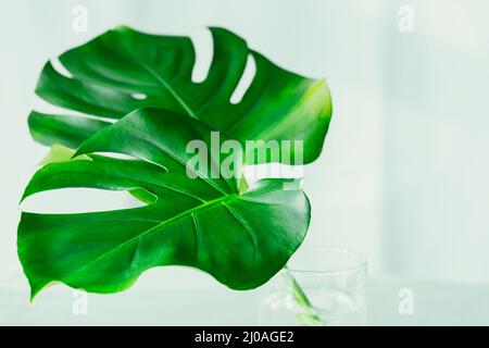 Zwei tropische Palmenblätter von Monstera in einer Glasvase auf einem weißen Tisch. Moderne Pflanze in weißem, stilvollem Interieur. Stockfoto