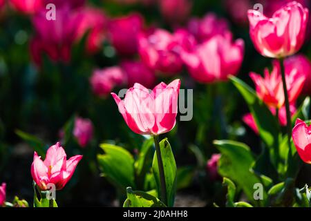 Frühlingsbüscheln. Im Frühling sind die rosa Tulpen im Park. Rosa Blumen Hintergrund Foto. Selektiver Fokus. Stockfoto