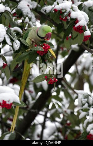 Alexandriner Sittich im Winter Stockfoto