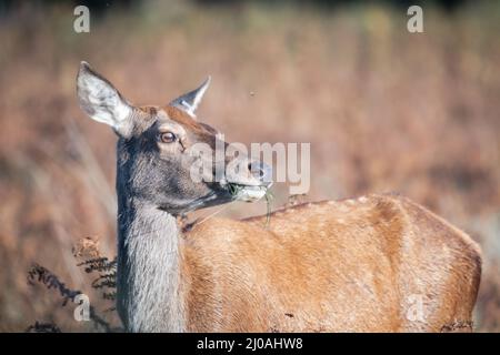 Ein Rothirsch (Cervus elaphus) ernährt sich in der Herbstsonne vom Gras der Parklandschaft im Bushy Park, London Stockfoto