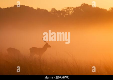 Der junge Rothirsch (Cervus elaphus) steht im orangefarbenen Licht des frühen Morgens in der Parklandschaft des Bushy Park, London, silhouettiert Stockfoto