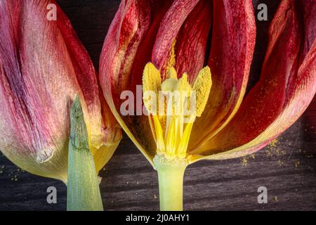 Nahaufnahme von Staubgefäßen mit Pollen und Pistill einer verwelkten Tulpe. Stockfoto