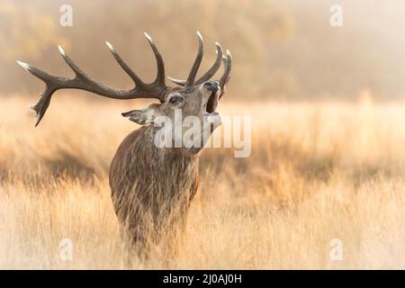 Während der Rut steht der Rothirsch (Cervus elaphus) im langen, grasweinenden Gebiet im Parkland des Buschy Park, Londong Stockfoto