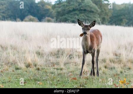 Ein junger Rothirsch (Cervus elaphus) steht im Grasland des buschigen Parks und kaut auf den herbstlich gefallenen Eichenblättern Stockfoto