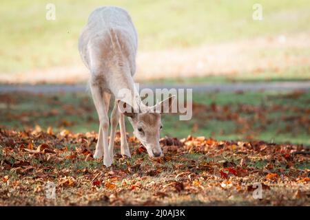 Ein junger Damhirsch (Dama dama) ernährt sich im Gras der Parklandschaft des Buschy Park in London unter den gefallenen Herbstblättern Stockfoto