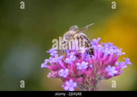 Biene - APIs mellifera - bestäubt eine Blüte der Purptop vervain - Verbena bonariensis Stockfoto