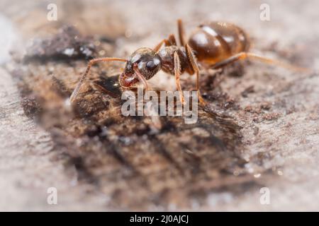 Eine Holzameise (Formica sp) Sammeln von Zuckerlösung von einer Brücke im Fenland von Das große Fen in Cambridgeshire Stockfoto