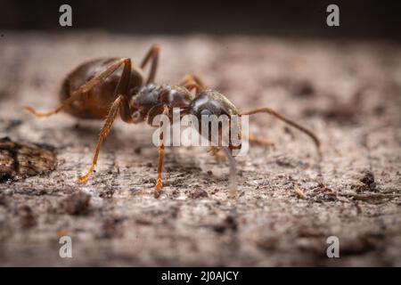 Nahaufnahme einer Ameise (Formica sp), die sich entlang eines toten Astes im Fenland bei Woodwalton Fen in Cambridgeshire bewegt Stockfoto