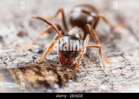 Eine Holzameise (Formica sp) Sammeln von Zuckerlösung von einer Brücke im Fenland von Das große Fen in Cambridgeshire Stockfoto