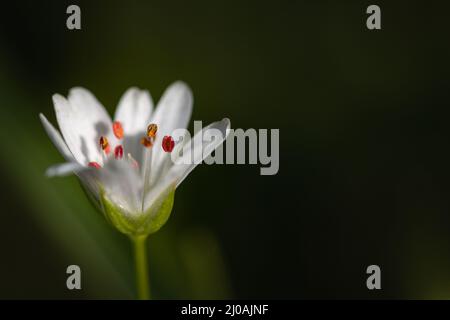 Nahaufnahme der weißen Blume des Großstitchworts (Stellaria holostea), die im Grasland bei Thompson Common in Norfolk wächst Stockfoto