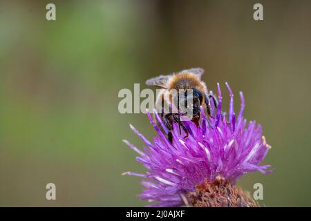 Kopf auf Schuss einer Honigbiene (APIs melifera), die sich im Gras der Wiese bei Thompson Common ernährt Stockfoto