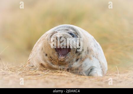 Die junge Kegelrobbe (Halichoerus grypus), die in den Sanddünen spielt, gähnt, während sie im Sand am Horsey Beach herumrollt Stockfoto