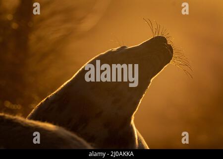 Die junge Kegelrobbe (Halichoerus grypus) hebt ihren Kopf zu der frühen Morgensonne, die dahinter auf den Sanddünen von Horsey Gap, Norfolk, aufgeht Stockfoto