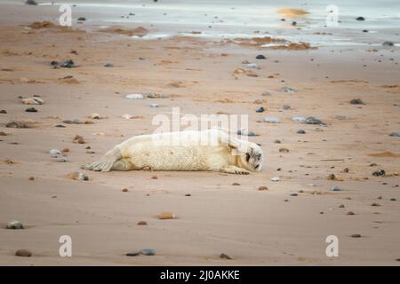 Ein verspielter junger Robbenjunge (Halichoerus grypus) rollt herum und schläft am Sandstrand, der von Kieselsteinen umgeben ist, bei Horsey in Norfolk Stockfoto