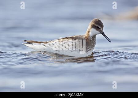 Phalaropus lobatus, Phalarope mit rotem Hals, weiblich Stockfoto