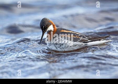 Phalaropus lobatus, Phalarope mit rotem Hals, weiblich Stockfoto