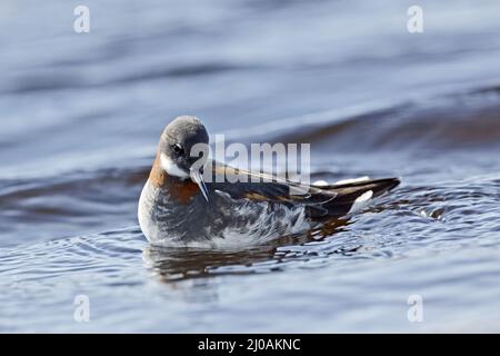 Phalaropus lobatus, Phalarope mit rotem Hals, weiblich Stockfoto