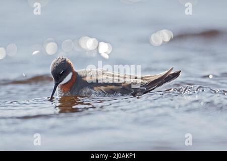 Phalaropus lobatus, Phalarope mit rotem Hals, weiblich Stockfoto