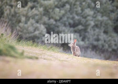 Ein Kaninchen (Oryctolagus cuniculus) in der Nähe der Dünen von Winterton wacht über das Gebiet im Grasland um seinen Bau Stockfoto
