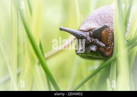 Eine große rote Schnecke (Arion rufus) gleitet durch das Grasland bei Thompson Common, Norfolk Stockfoto