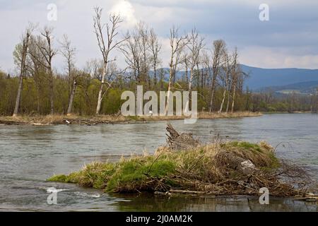 Naturschutzgebiet Isarmündung, Bayern, Deutschland Stockfoto