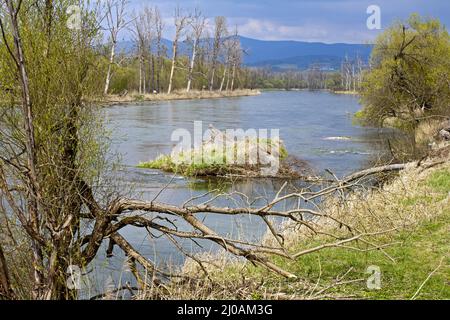 Naturschutzgebiet Isarmündung, Bayern, Deutschland Stockfoto