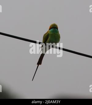 Bunte Sperling sitzt auf einem elektrischen Kabel Stockfoto