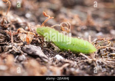 Die wie eine leuchtend grüne Raupe des blauen Schmetterlings (Polyommatus icarus) schimmert wie ein Alien über den Boden der Heide von Cavenham Heath Stockfoto