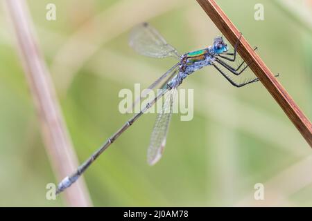 Eine Smaragddamselfly (Lestes sponsa) ruht auf dem Schilf um die Pingos bei Thompson Common in Norfolk Stockfoto