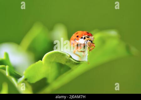 Marienkäfer sitzen auf einem grünen Rasen Stockfoto